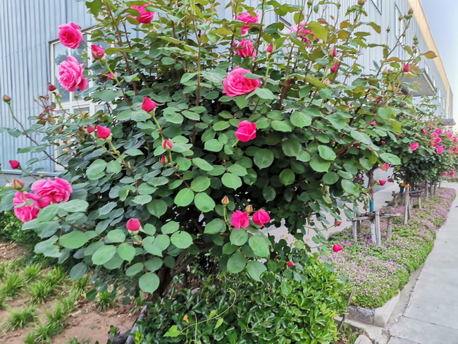 河南路友機(jī)械院內(nèi)鮮花開放